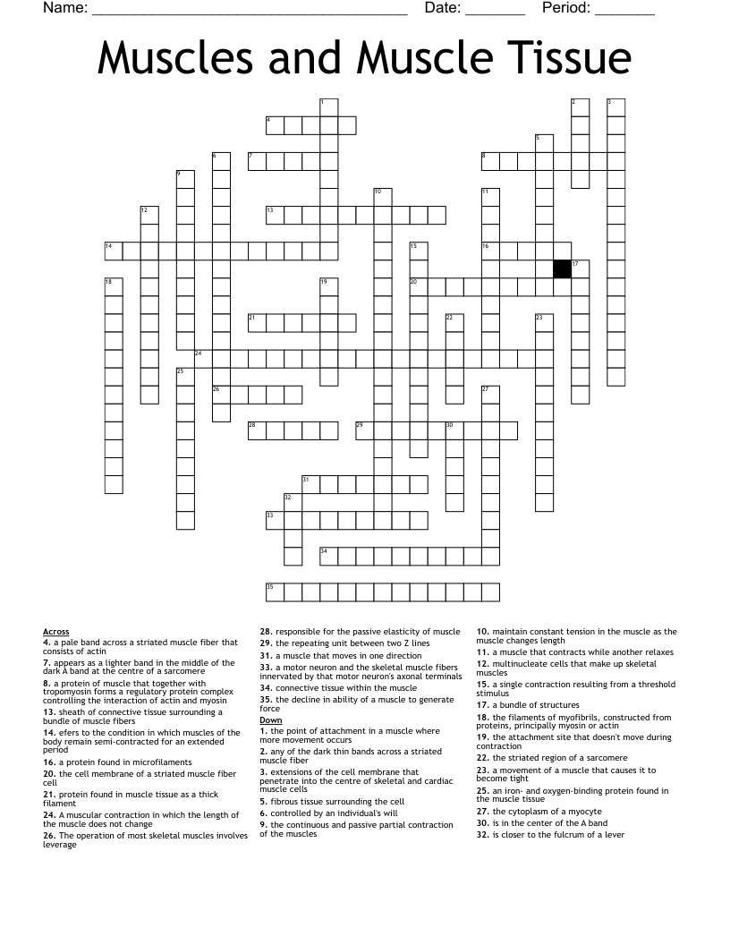 Muscles and Muscle Tissue Crossword