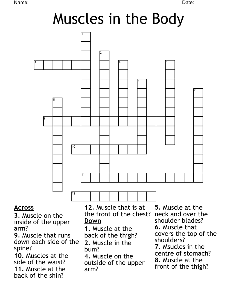 Muscles in the Body Crossword