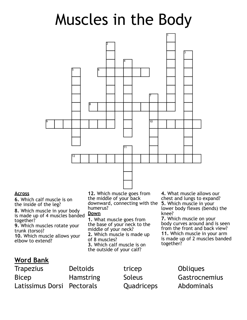 Muscles in the Body Crossword