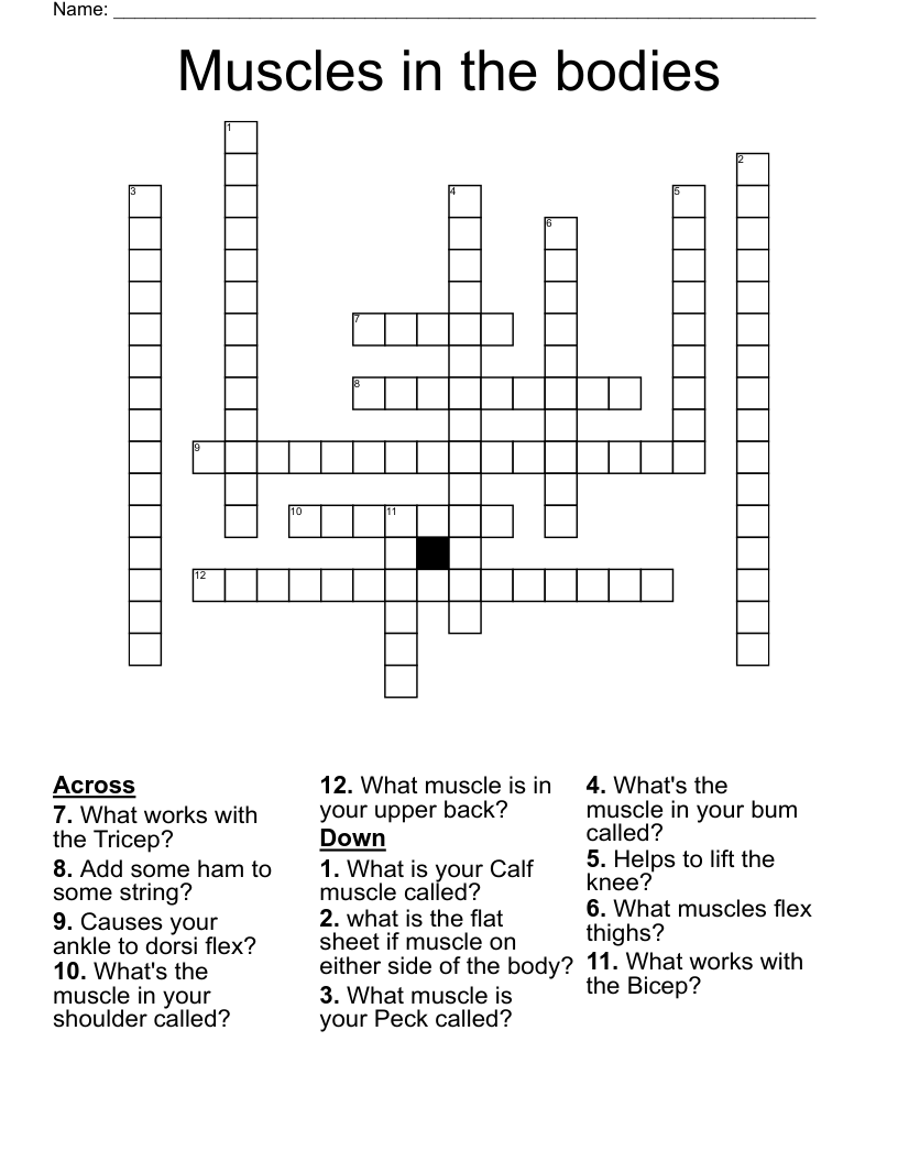 Muscles in the bodies Crossword