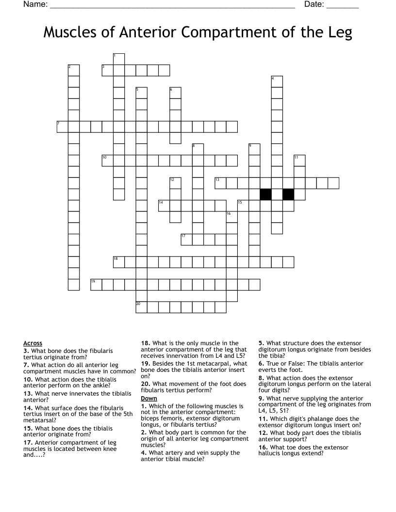 Muscles of Anterior Compartment of the Leg  Crossword