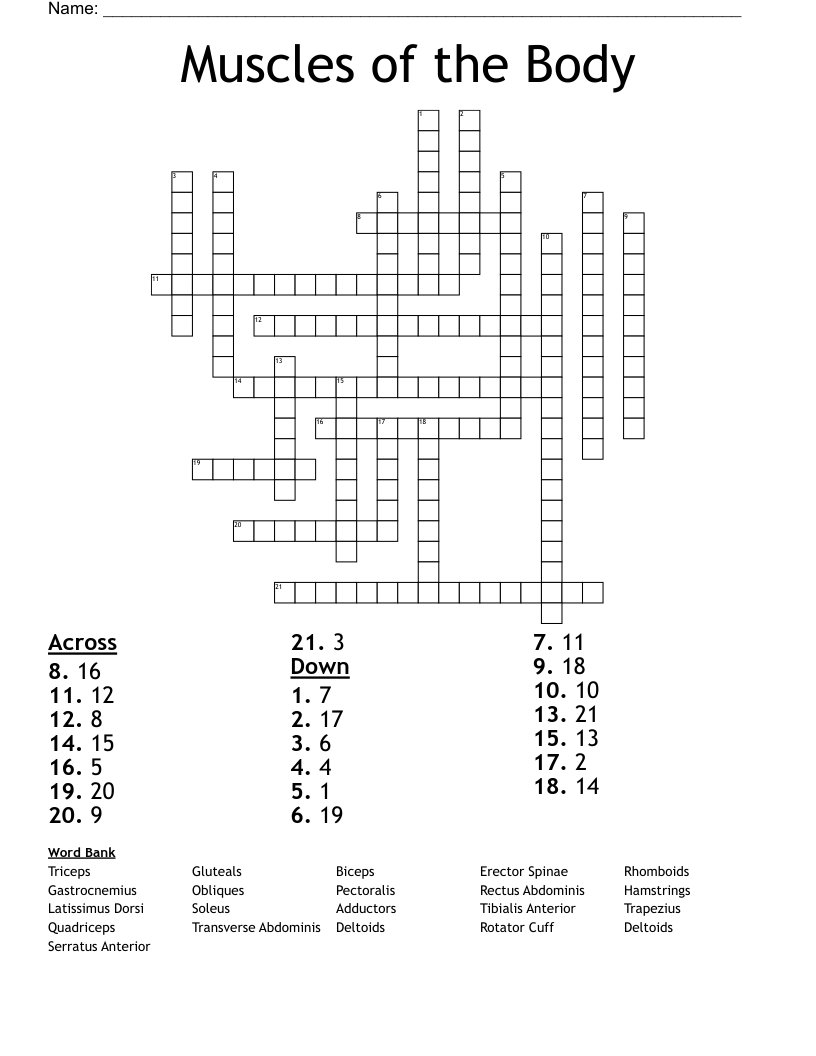 Muscles of the Body Crossword