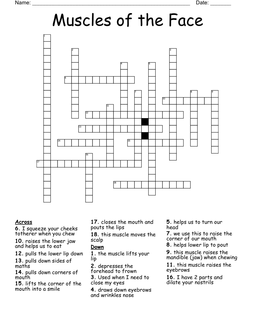 Muscles of the Face Crossword