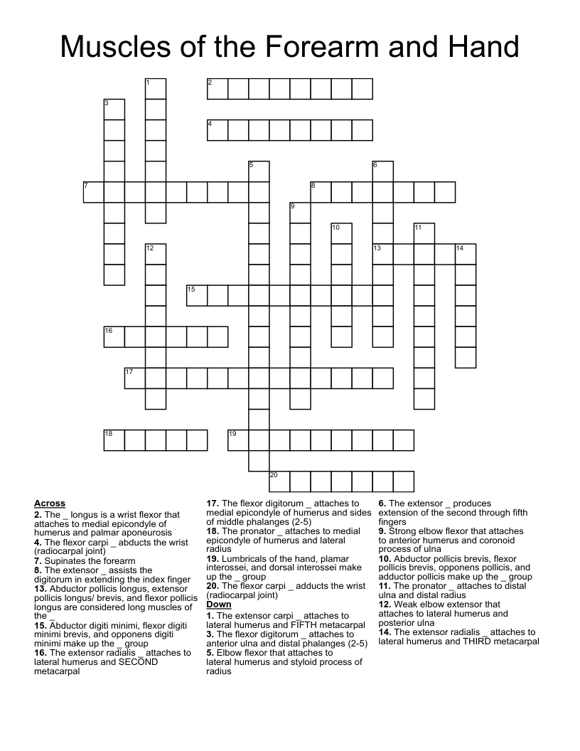 Muscles of the Forearm and Hand Crossword
