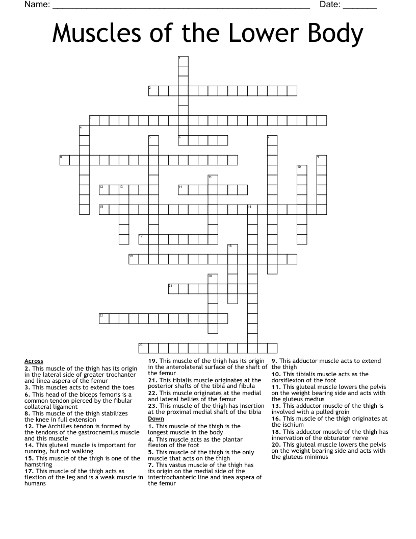 Muscles of the Lower Body Crossword