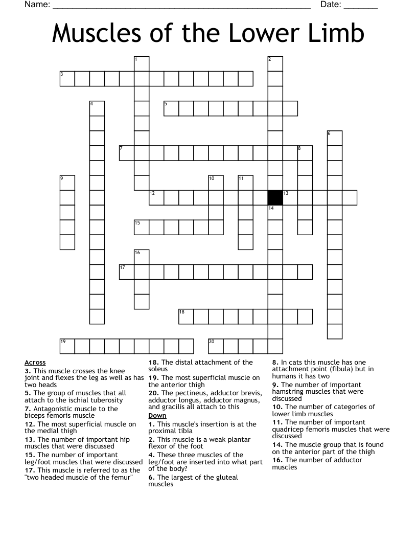 Muscles of the Lower Limb Crossword
