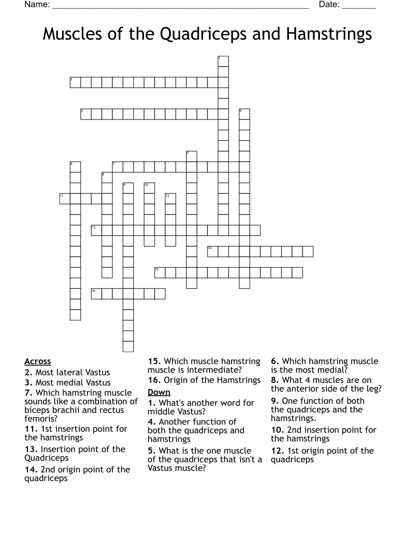 Muscles of the Quadriceps and Hamstrings Crossword