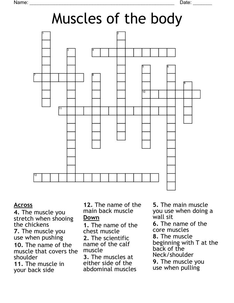 Muscles of the body  Crossword