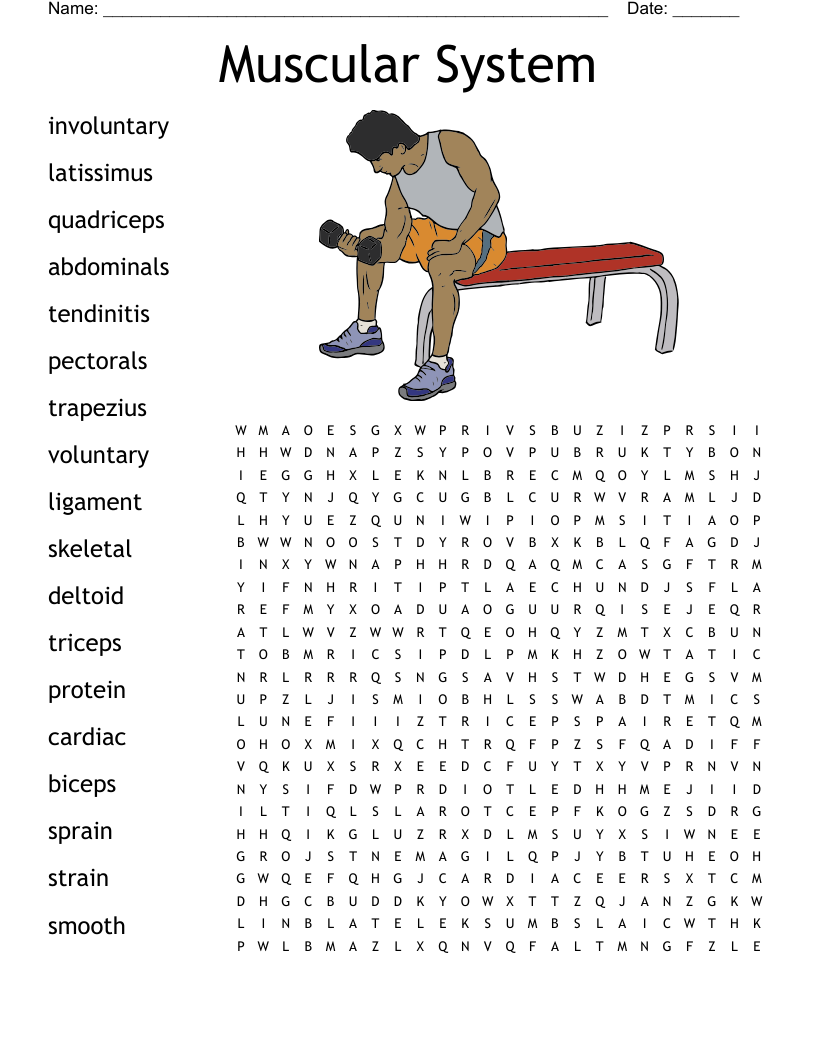 Muscular System Word Search