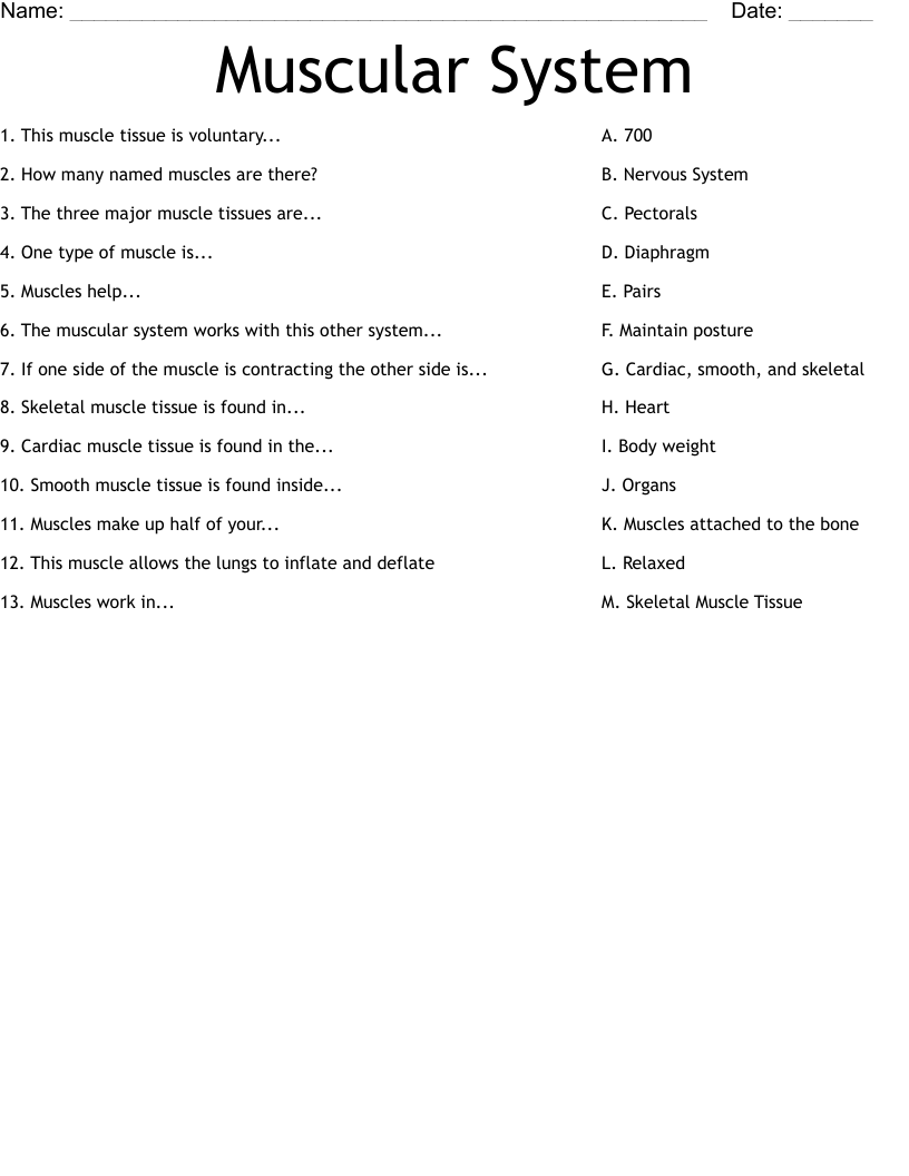 Muscular System Worksheet