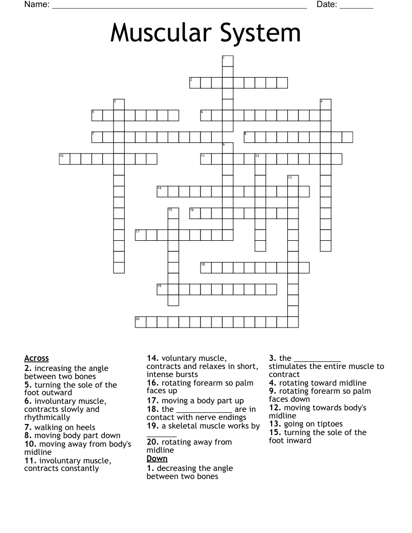 Muscular System Crossword