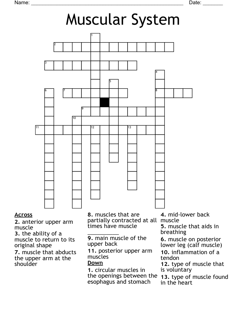 Muscular System Crossword