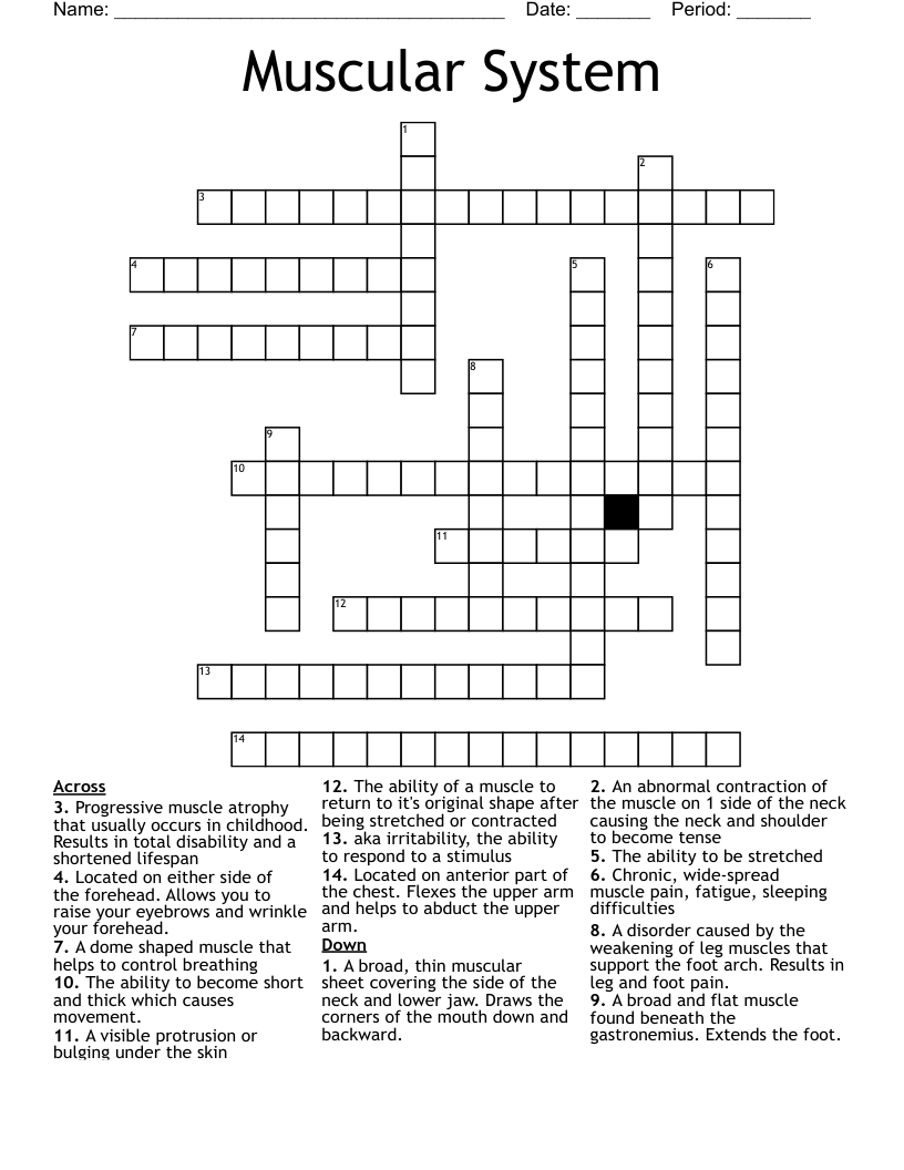 Muscular System Crossword
