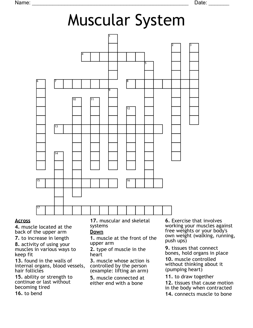 Muscular System Crossword
