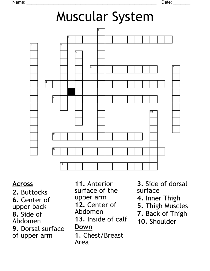 Muscular System Crossword