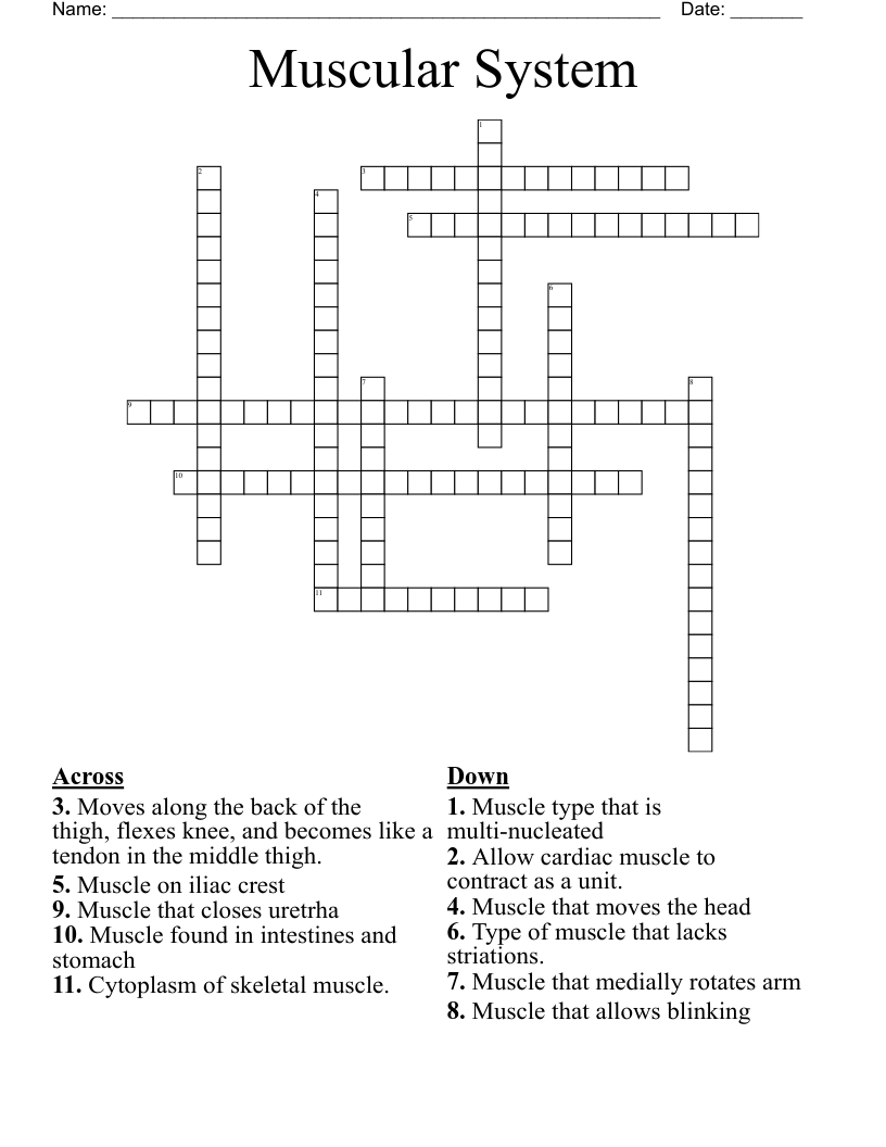 Muscular System Crossword