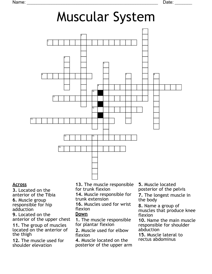 Muscular System Crossword