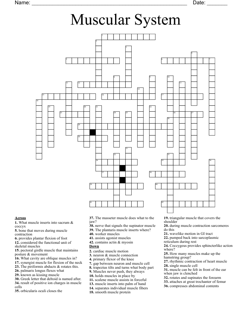 Muscular System Crossword