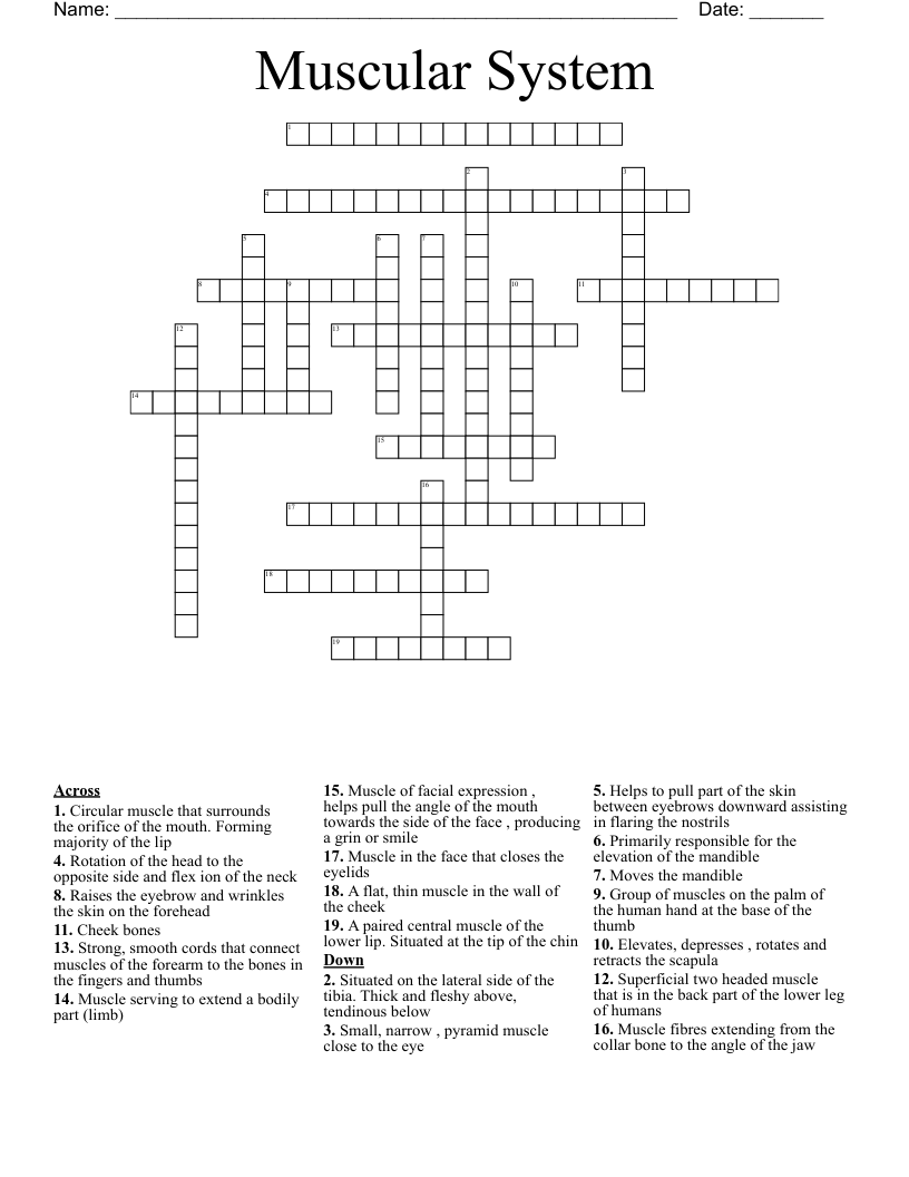 Muscular System Crossword