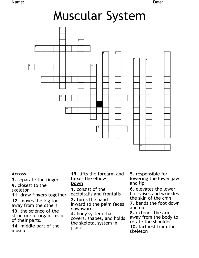 Muscular System Crossword