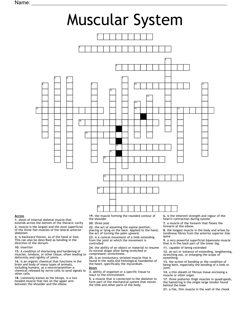 Muscular System Crossword