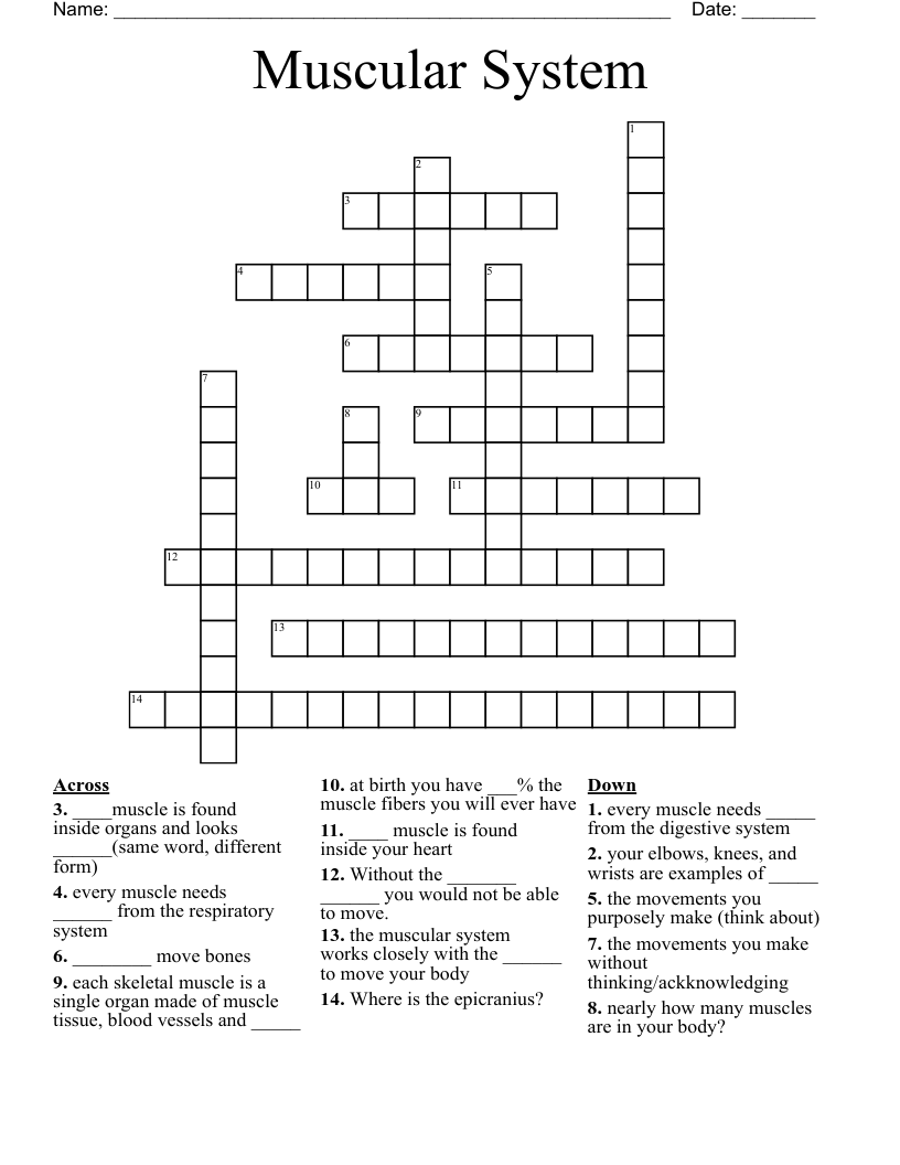 Muscular System Crossword