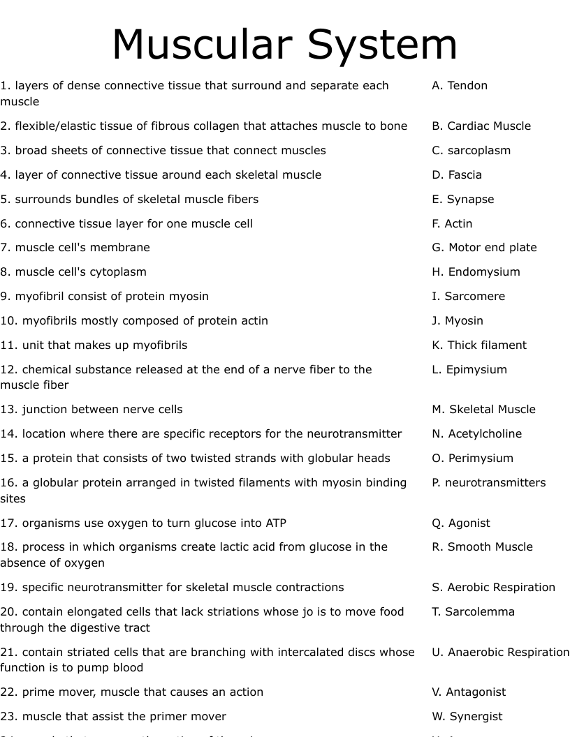 Muscular System Worksheet