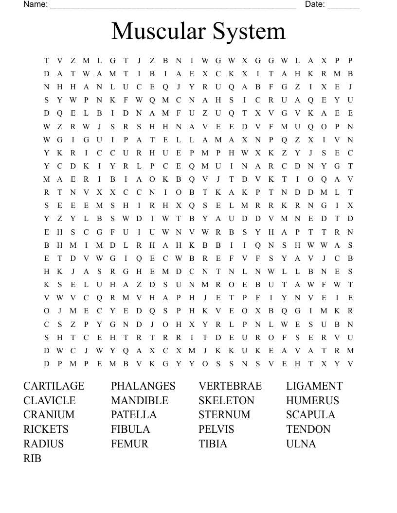 Muscular System Word Search