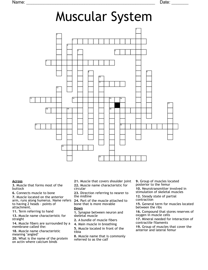 Muscular System Crossword