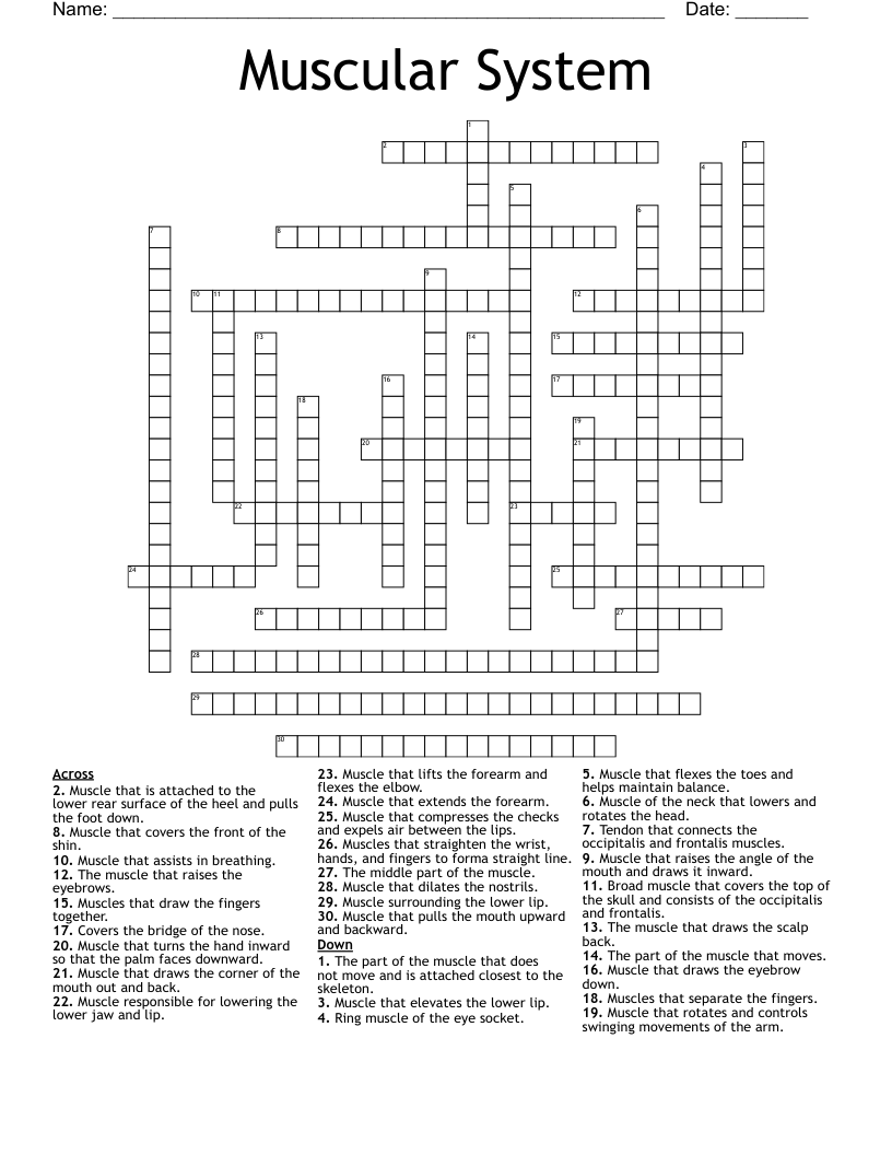 Muscular System Crossword