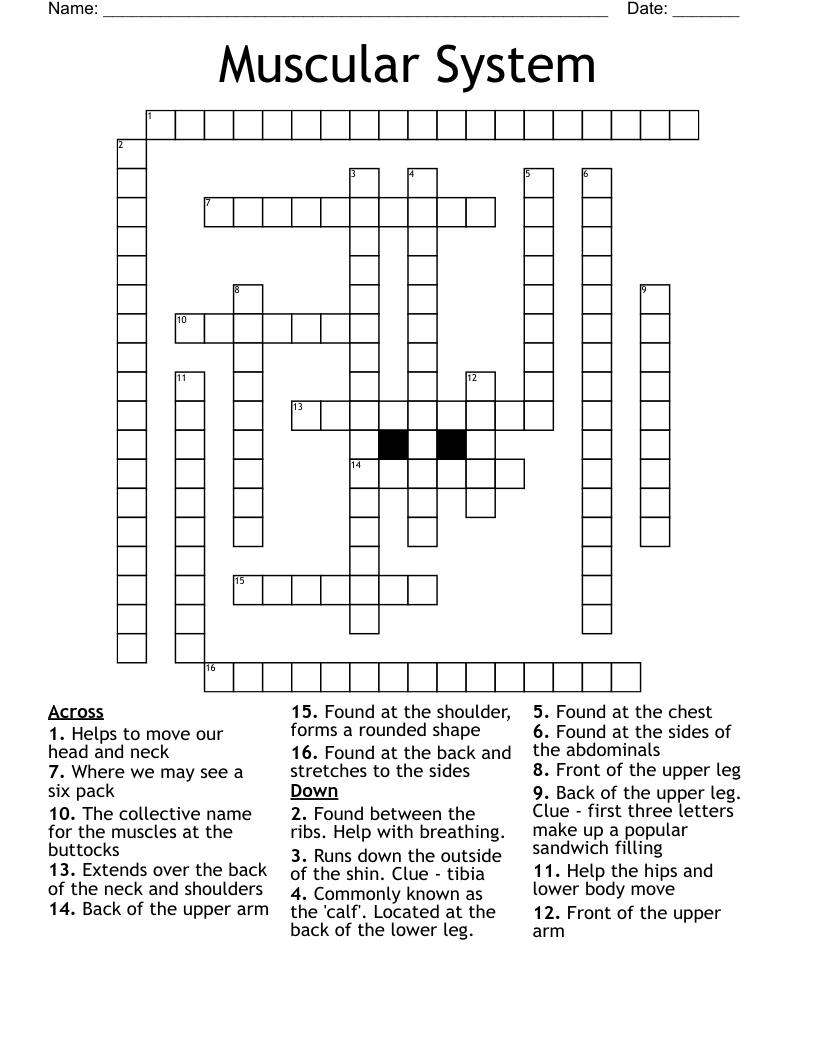 Muscular System Crossword