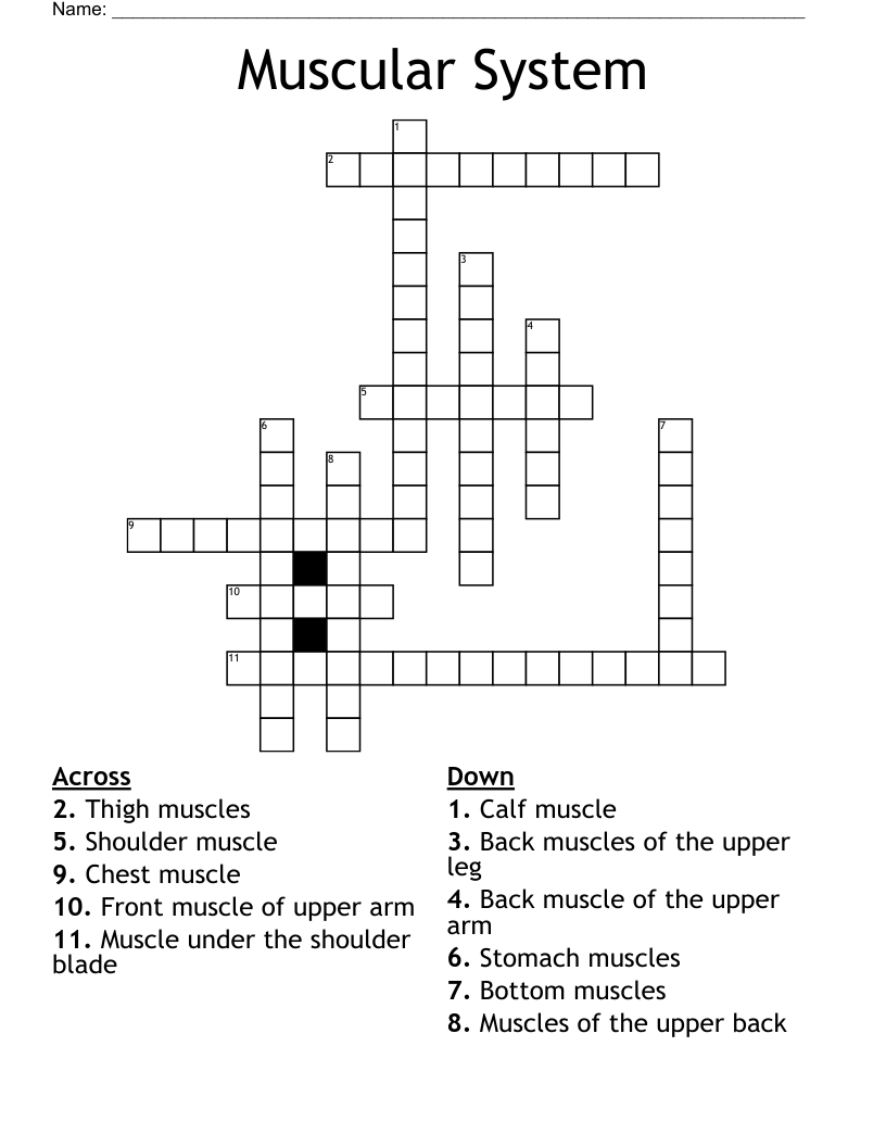 Muscular System Crossword