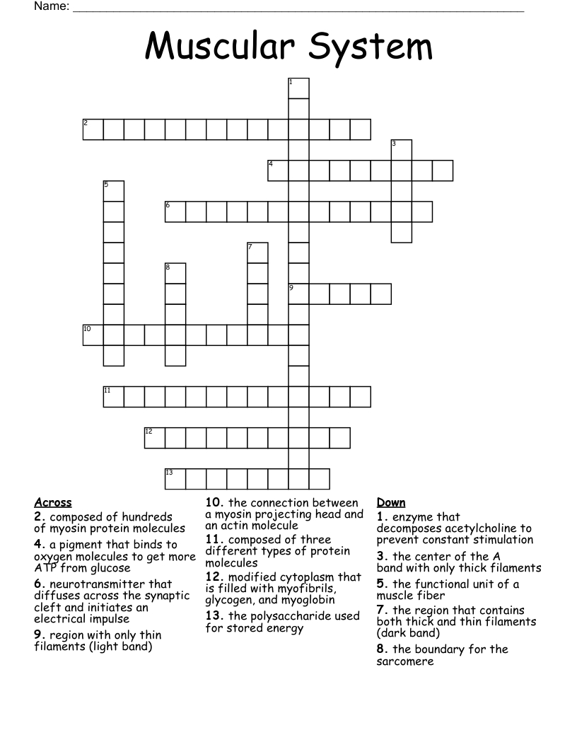 Muscular System Crossword