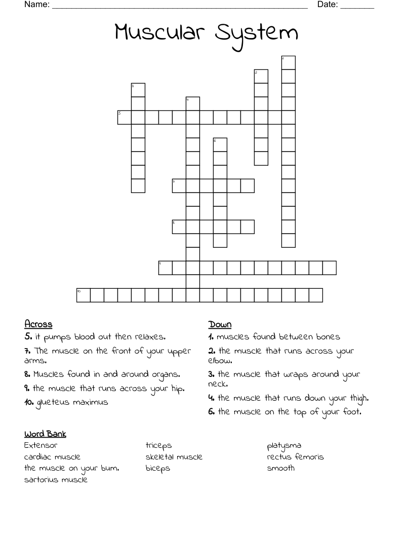 Muscular System Crossword
