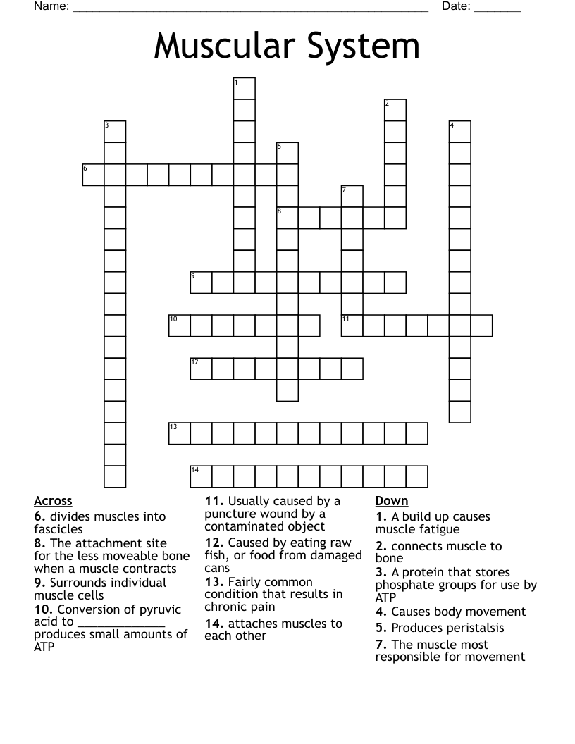 Muscular System Crossword