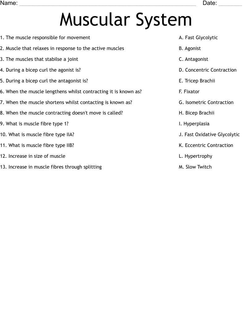 Muscular System Worksheet