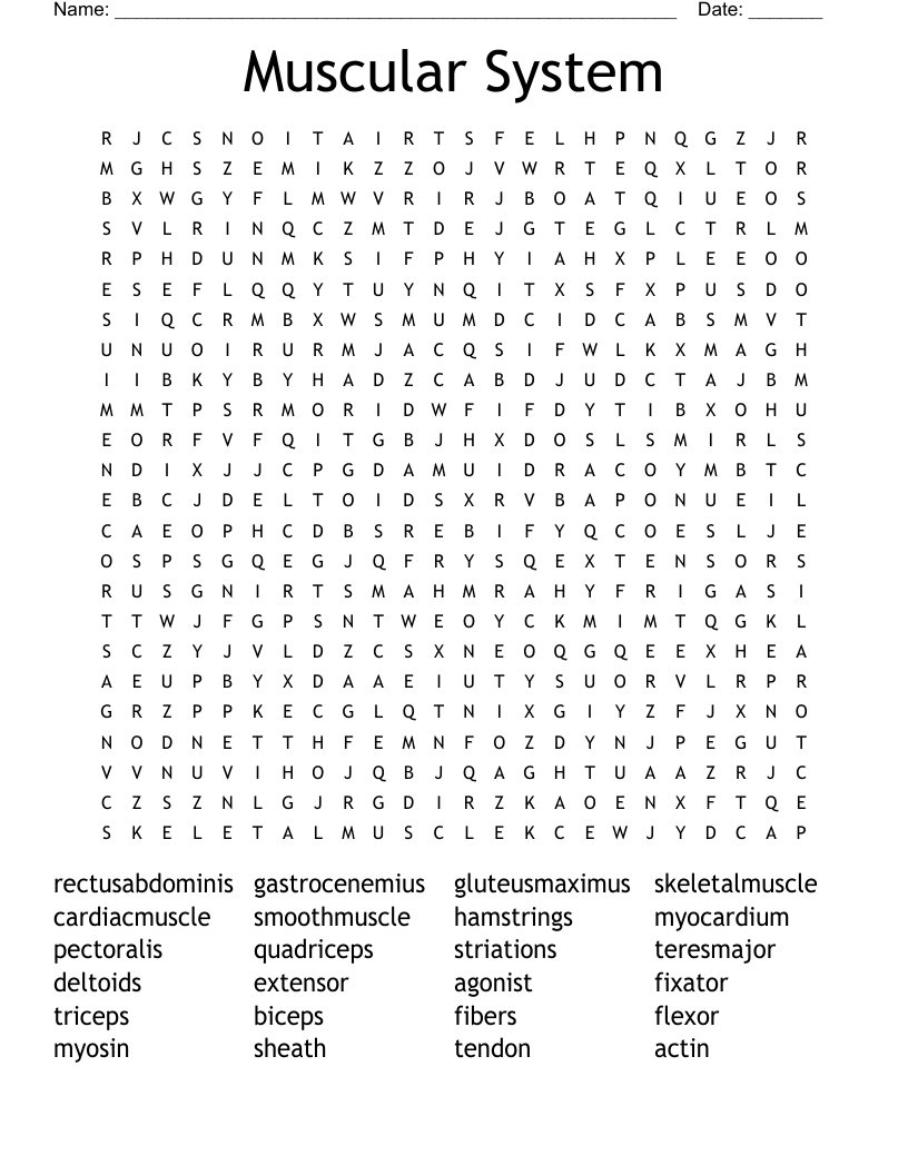 Muscular System Word Search