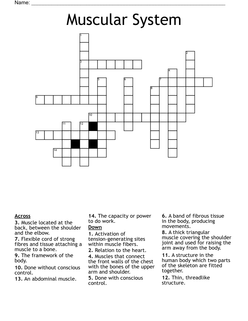 Muscular System Crossword