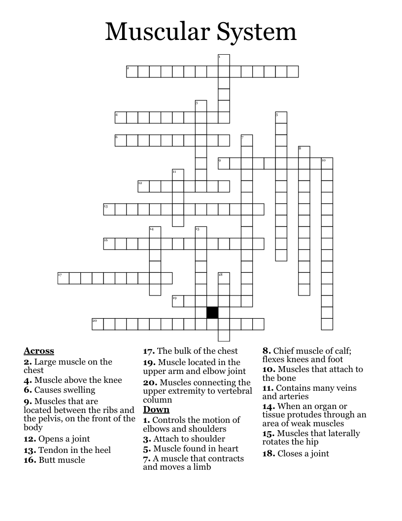 Muscular System Crossword