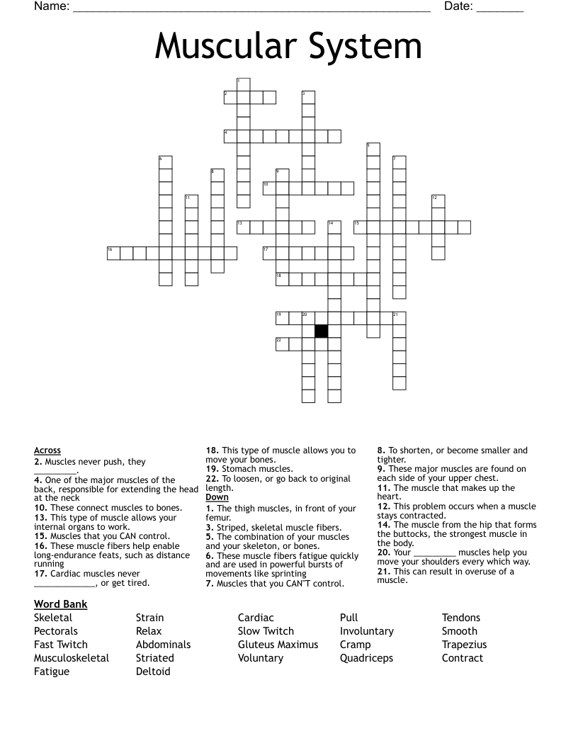 Muscular System Crossword