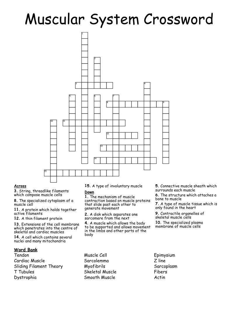 Muscular System Crossword
