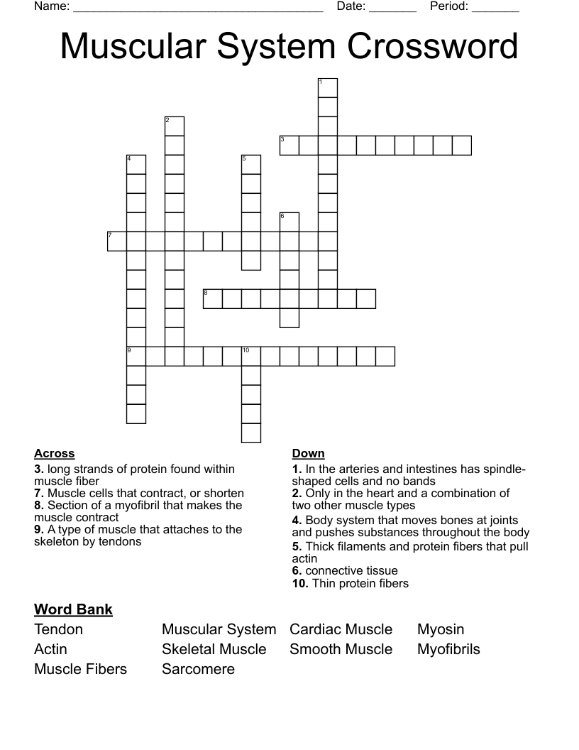 Muscular System Crossword