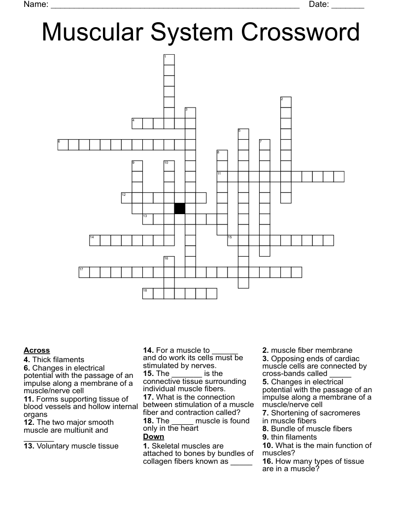 Muscular System Crossword