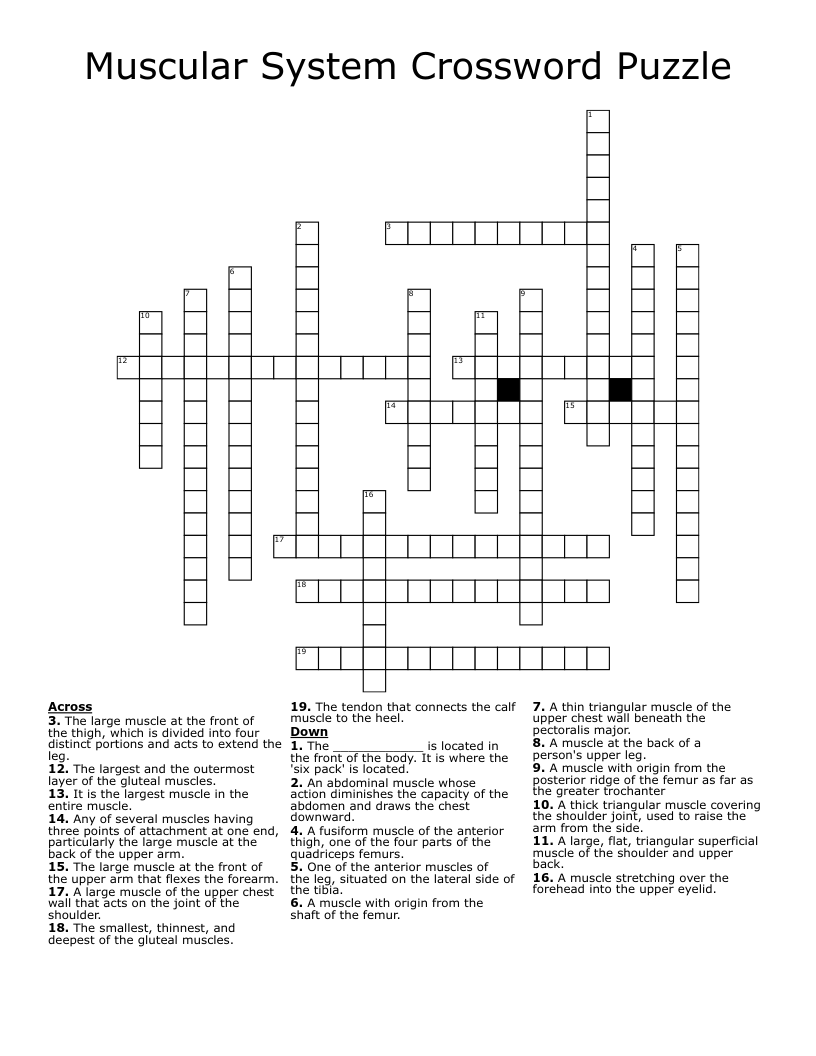 Muscular System Crossword Puzzle