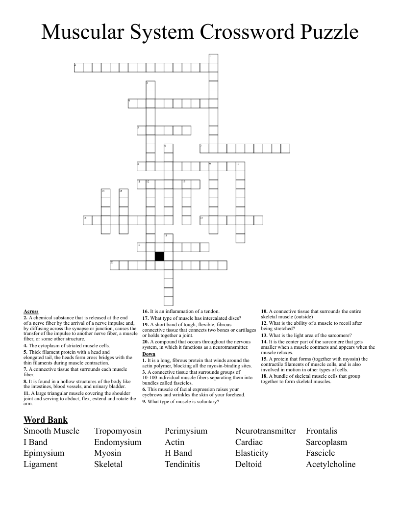 Muscular System Crossword Puzzle