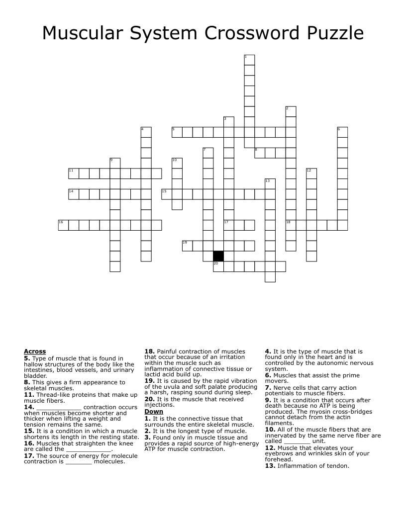 Muscular System Crossword Puzzle