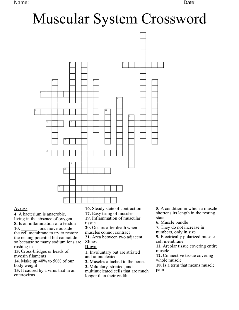 Muscular System Crossword 