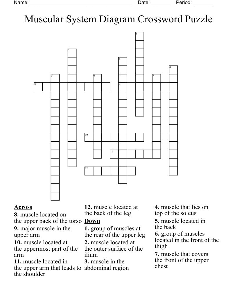 Muscular System Diagram Crossword Puzzle