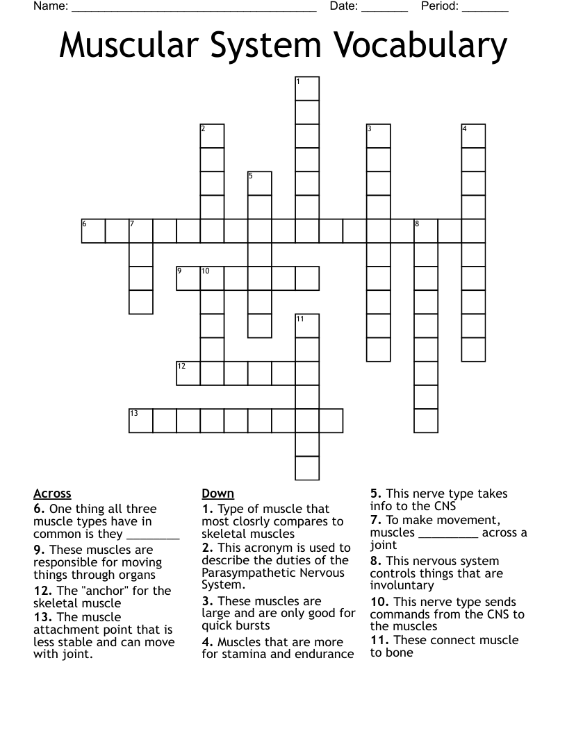 Muscular System Vocabulary Crossword