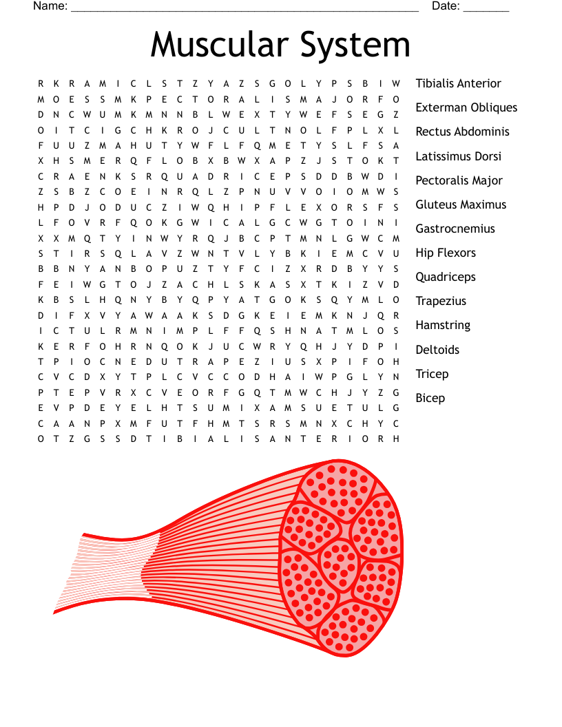 Muscular System  Word Search